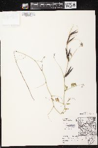 Vicia sativa subsp. nigra image