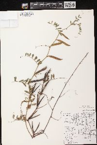 Vicia sativa subsp. nigra image