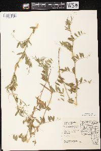 Vicia sativa subsp. nigra image