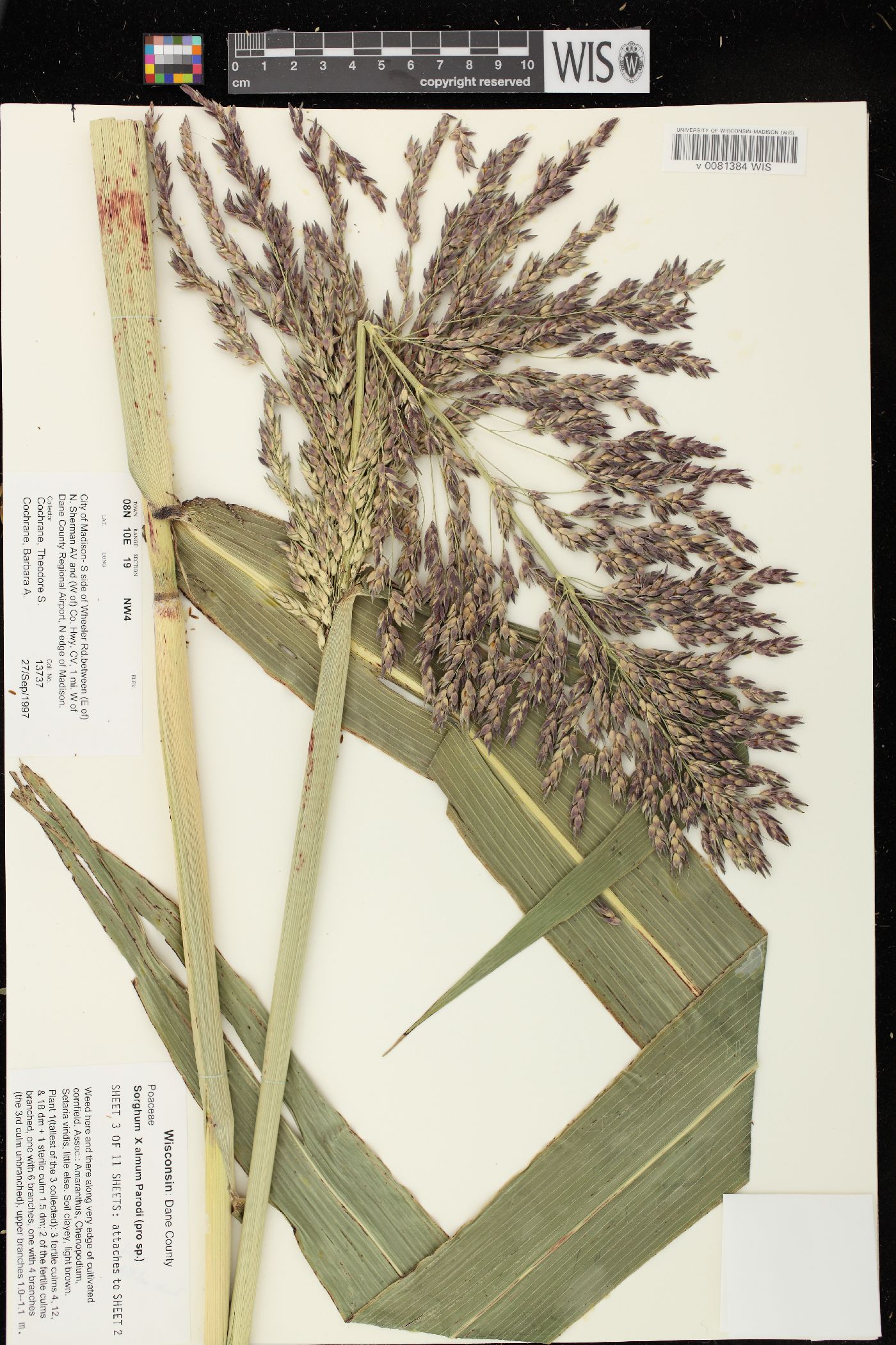 Sorghum x almum image