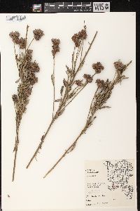 Lespedeza capitata image