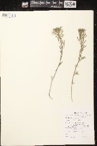 Dalea purpurea image