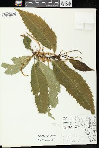 Castanea dentata image