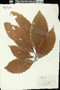 Castanea dentata image