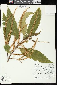 Castanea dentata image