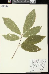 Castanea dentata image