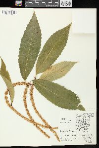 Castanea dentata image