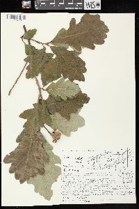 Quercus bicolor image