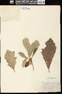 Quercus bicolor image