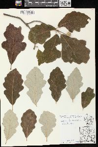 Quercus bicolor image