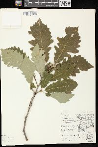 Quercus × deamii image