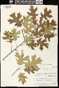 Quercus ellipsoidalis image