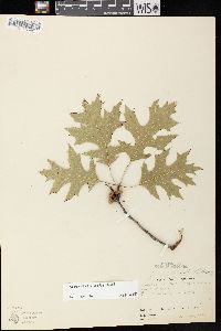 Quercus ellipsoidalis image