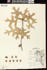 Quercus ellipsoidalis image