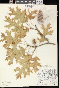 Quercus ellipsoidalis image