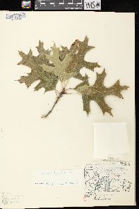 Quercus ellipsoidalis image