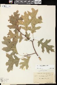 Quercus ellipsoidalis image