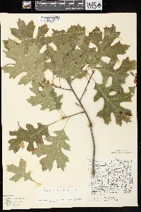 Quercus ellipsoidalis image