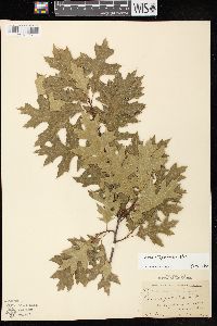 Quercus ellipsoidalis image