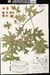 Quercus ellipsoidalis image