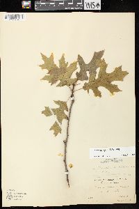 Quercus ellipsoidalis image