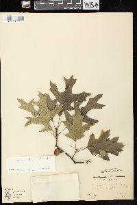 Quercus ellipsoidalis image