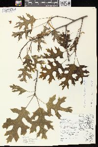 Quercus ellipsoidalis image