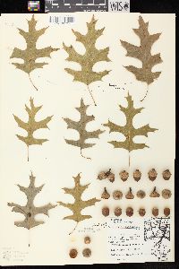 Quercus ellipsoidalis image