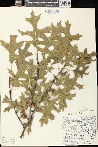 Quercus ellipsoidalis image