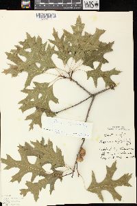 Quercus ellipsoidalis image