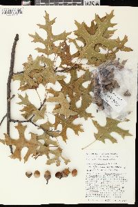 Quercus ellipsoidalis image