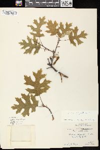 Quercus ellipsoidalis image