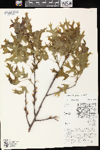 Quercus ellipsoidalis image