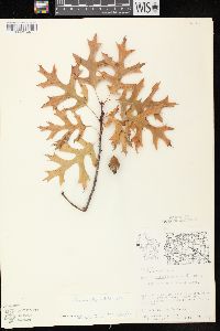 Quercus ellipsoidalis image