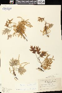 Quercus ellipsoidalis image