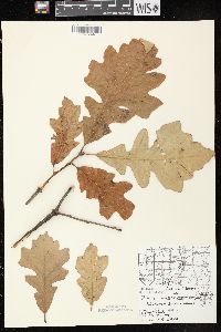 Quercus × schuettei image