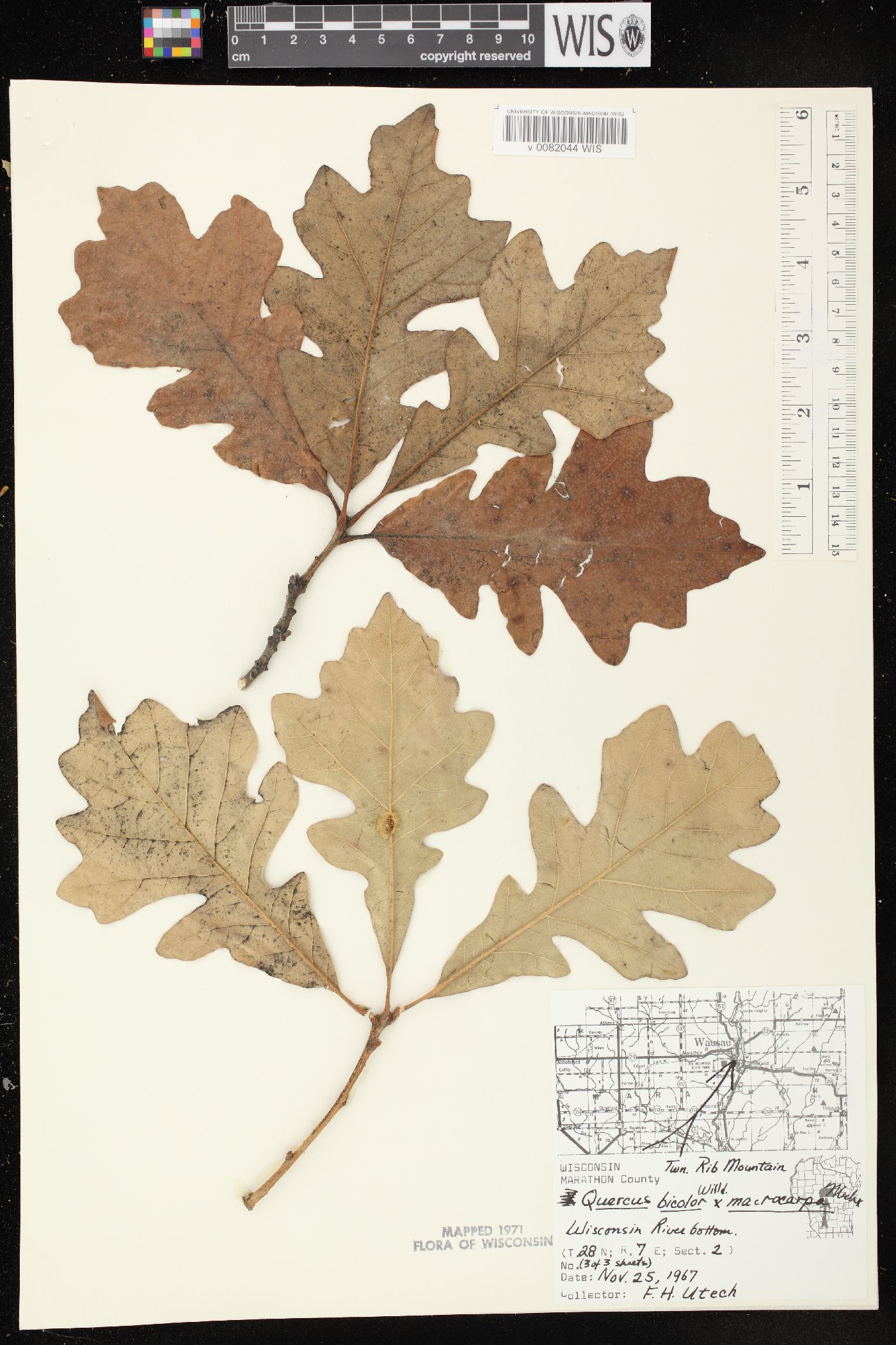 Quercus × schuettei image