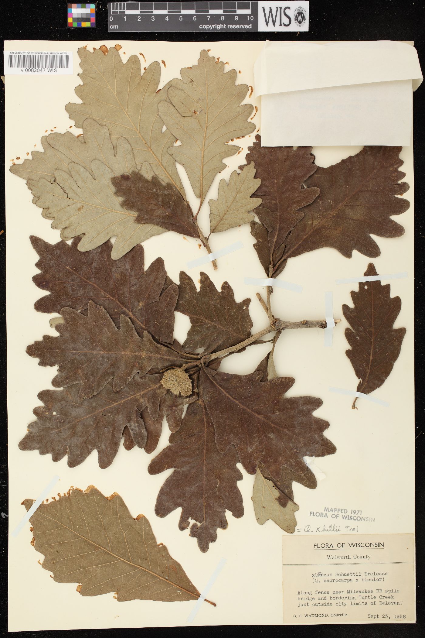 Quercus × schuettei image