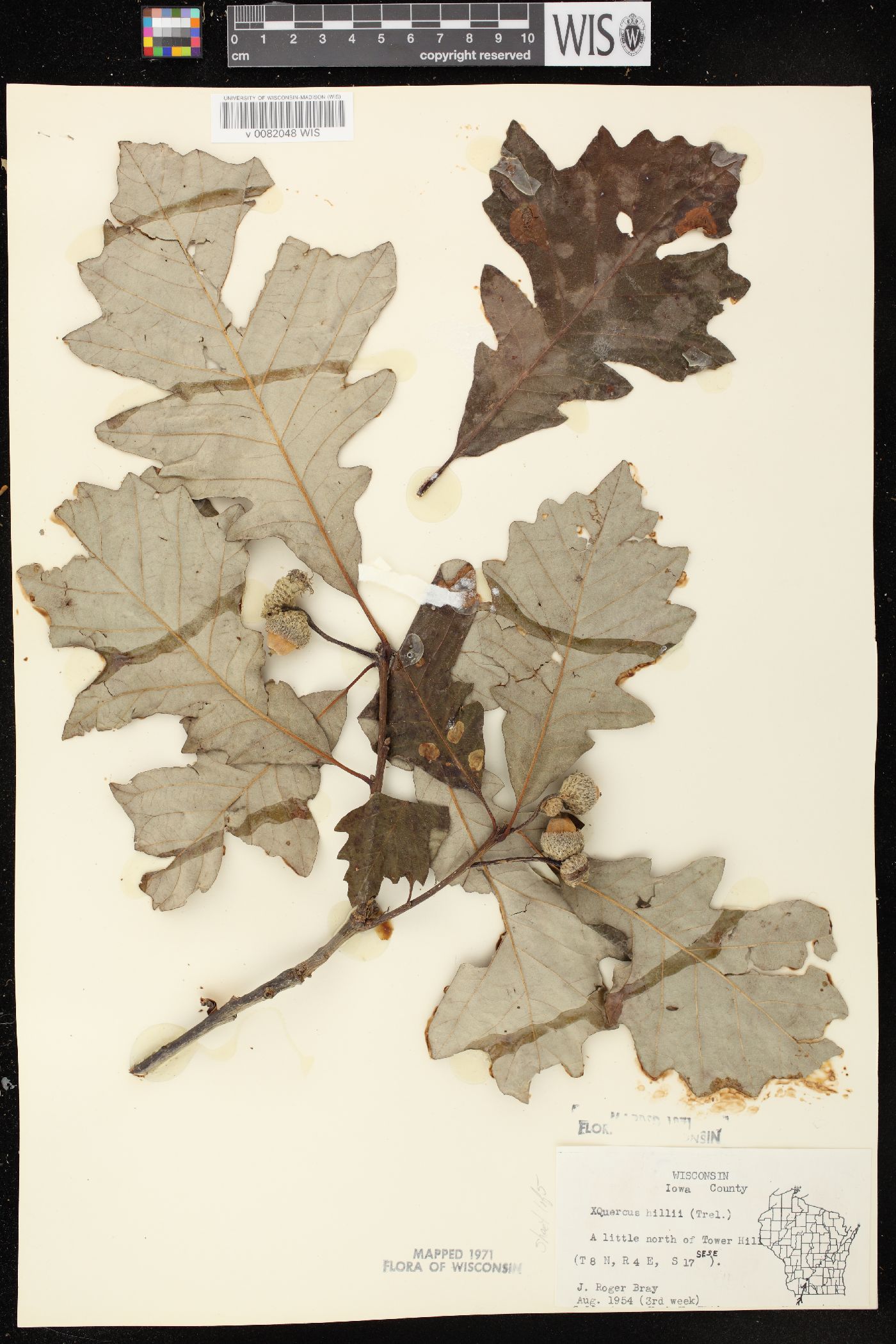 Quercus × schuettei image