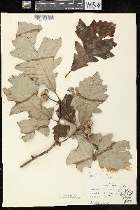 Quercus × schuettei image