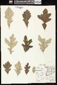 Quercus × schuettei image