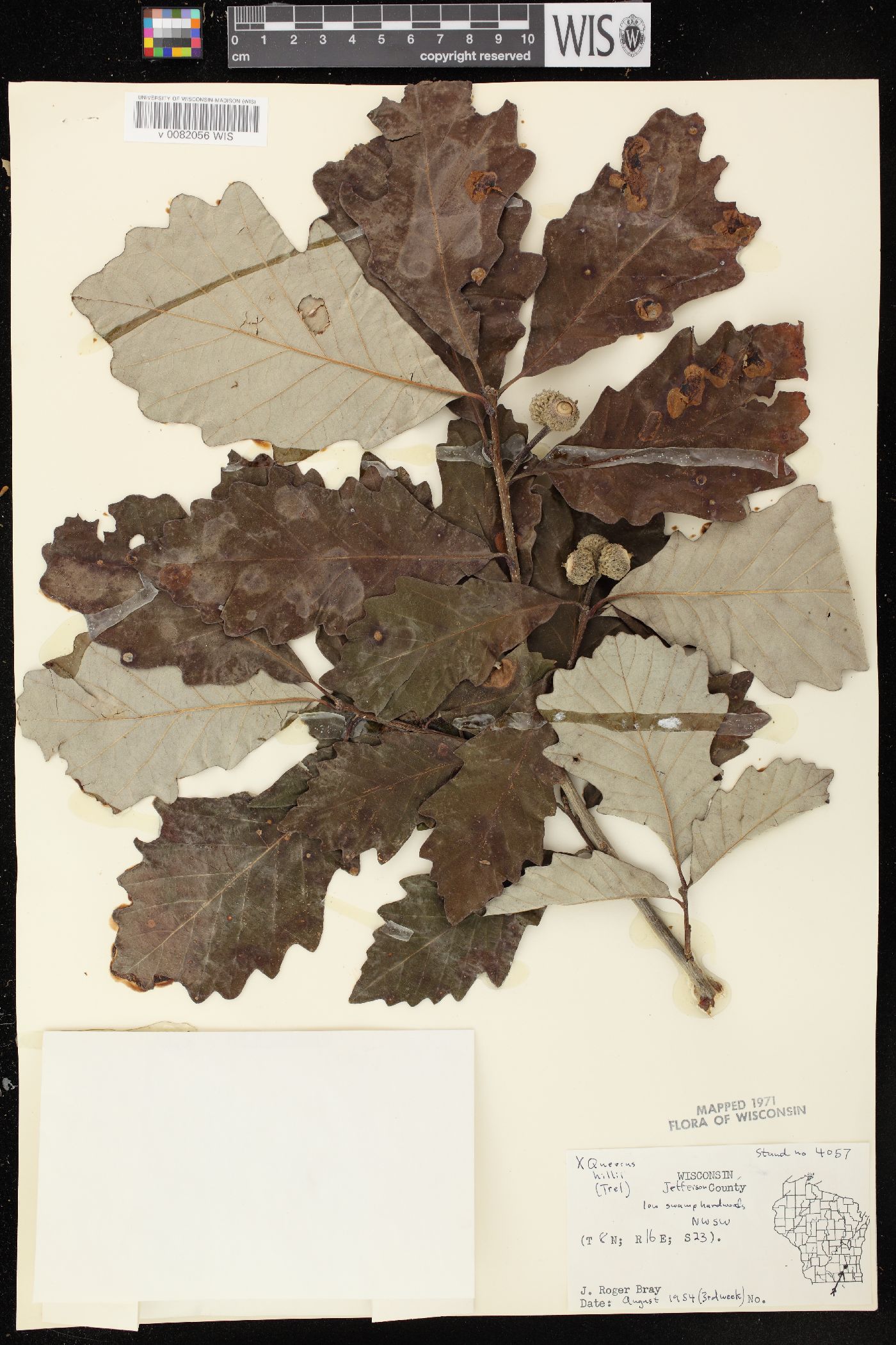 Quercus × schuettei image