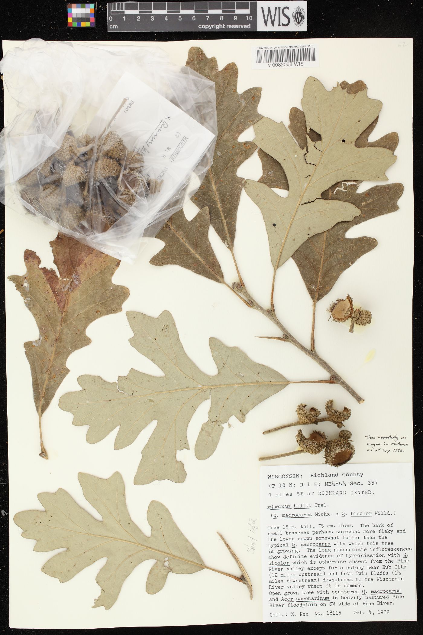 Quercus × schuettei image