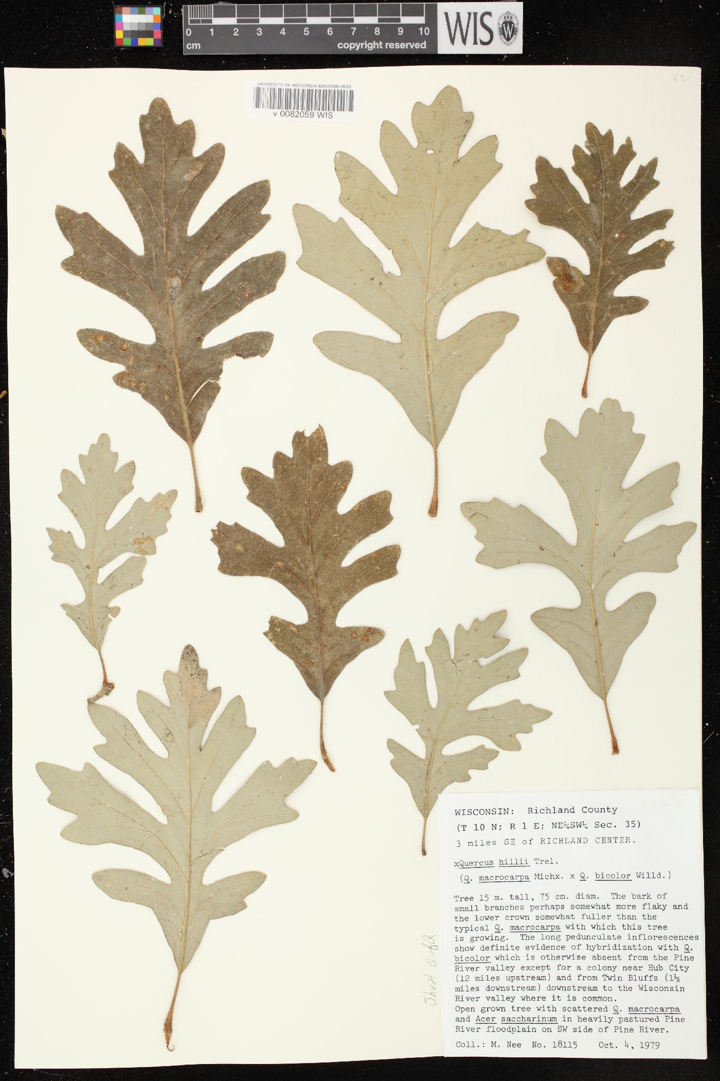 Quercus × schuettei image