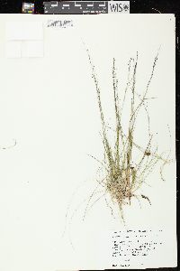 Muhlenbergia uniflora image