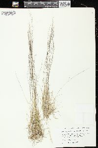 Muhlenbergia uniflora image