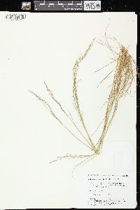 Deschampsia flexuosa image