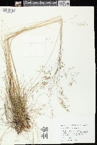 Deschampsia flexuosa image