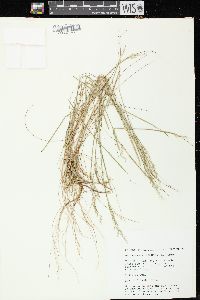 Deschampsia flexuosa image