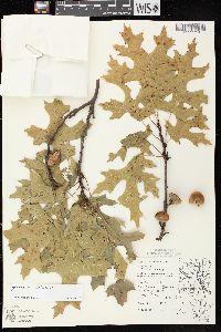 Quercus × palaeolithicola image